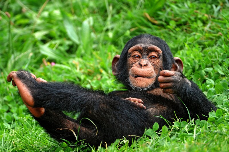 Chimpanzee Baby — Green