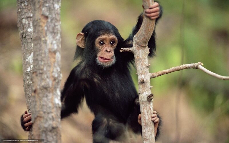 chimpanzee baby in forest