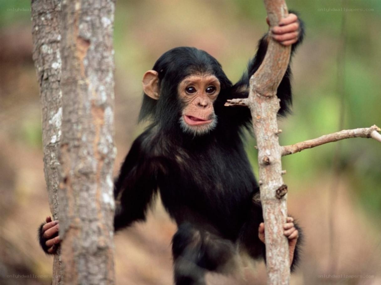 chimpanzee baby in forest