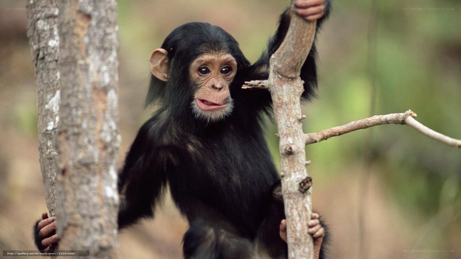 Chimpanzee baby in forest
