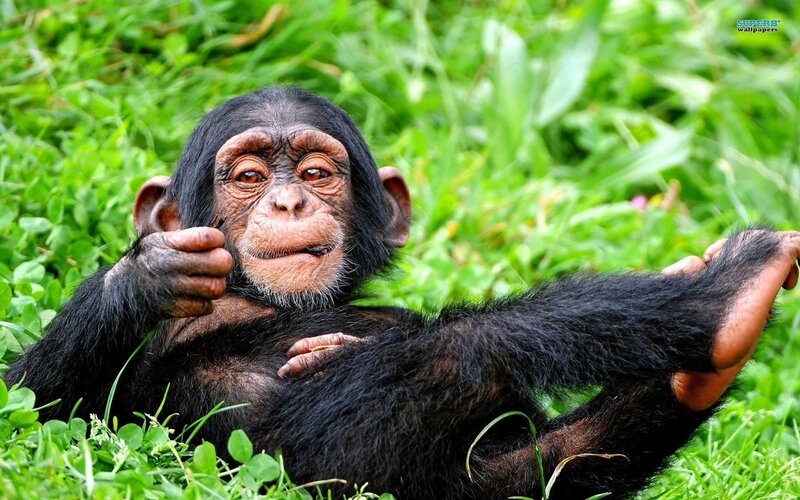 Chimpanzee baby in grass