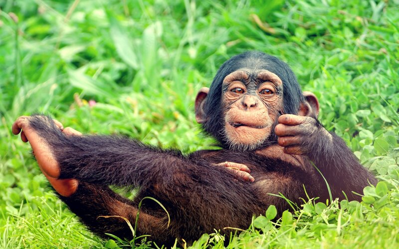 Chimpanzee Baby in Grass — Green