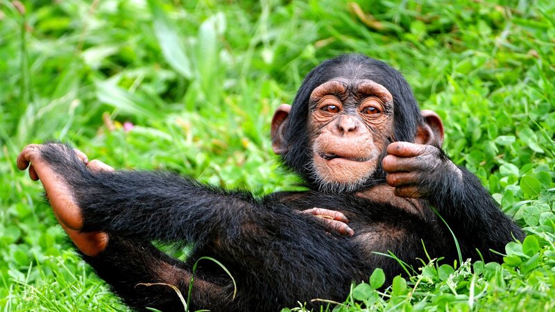 Chimpanzee baby in grass