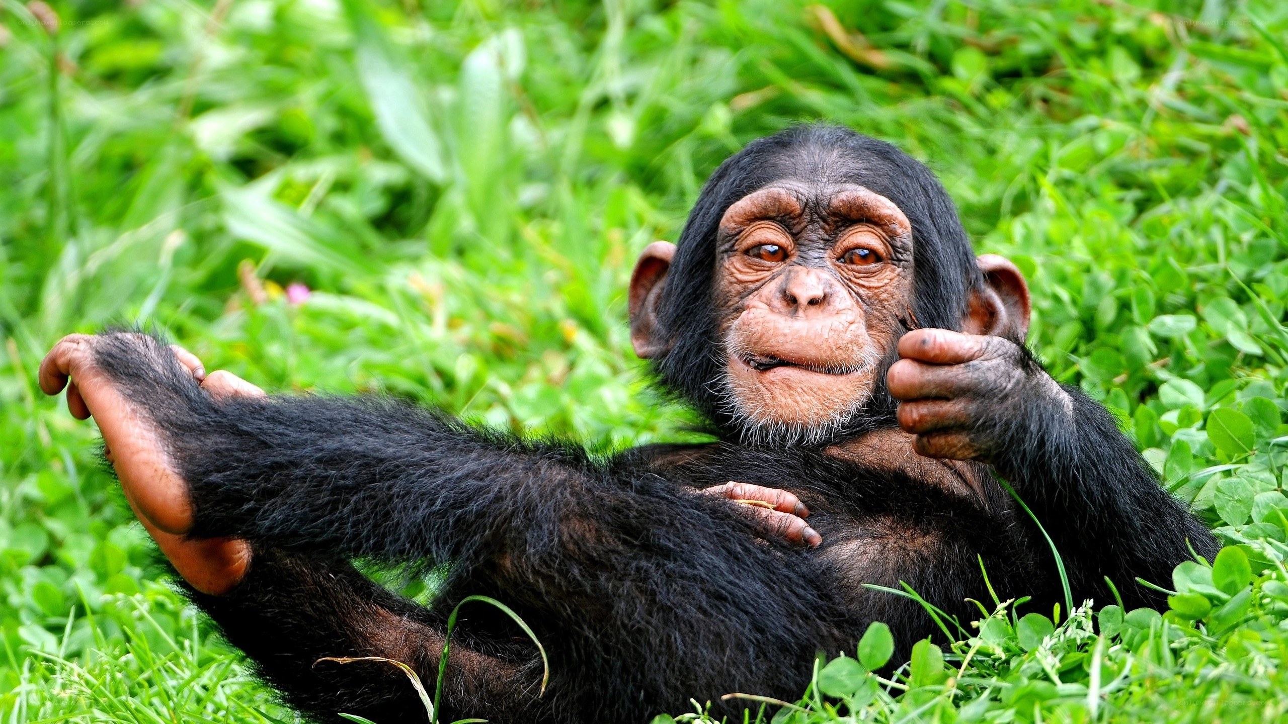Chimpanzee baby in grass