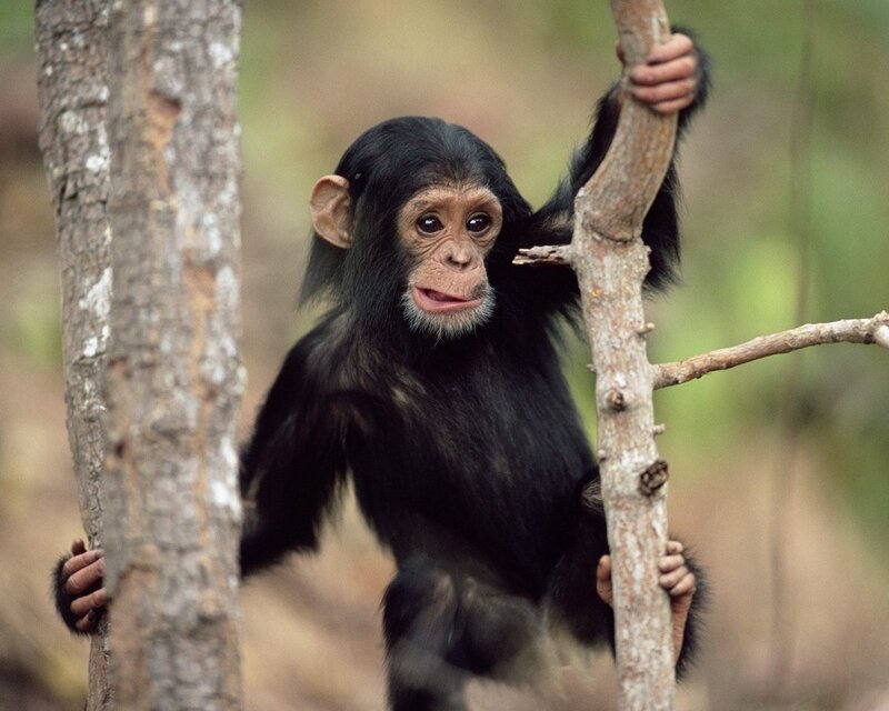 Chimpanzee baby in the forest