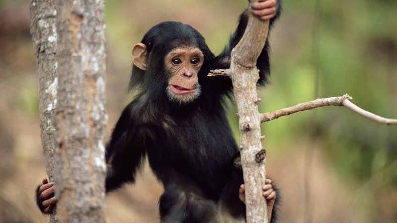 Chimpanzee Baby in Tree — Black