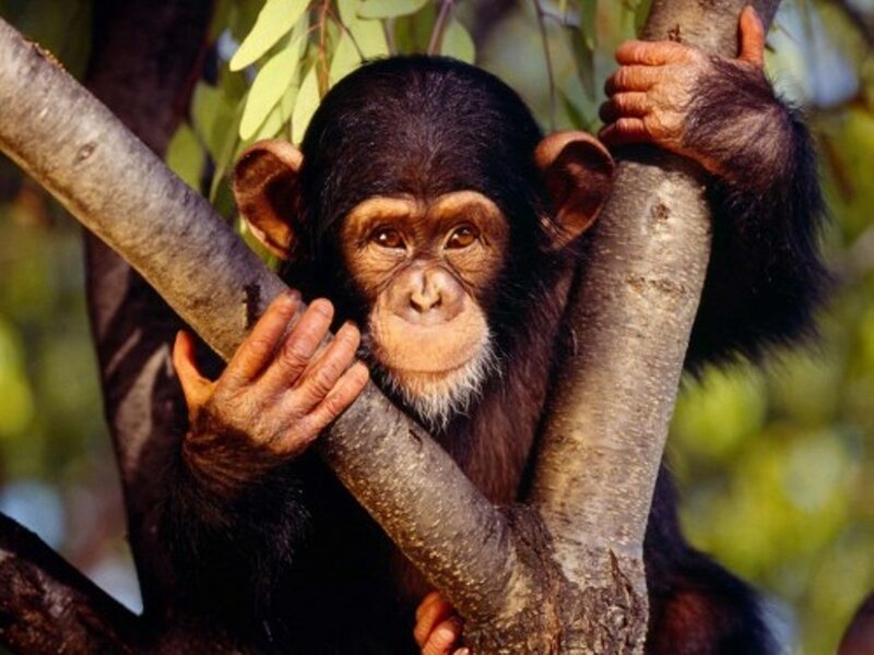 Chimpanzee Baby in Tree — Brown