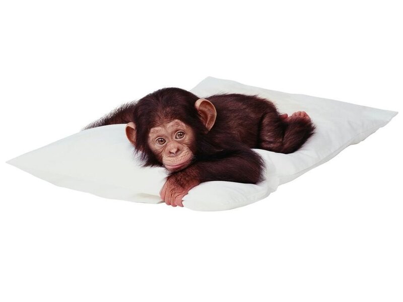 chimpanzee baby on pillow