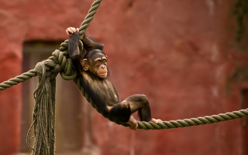 Chimpanzee Baby on Rope — Green, Playful