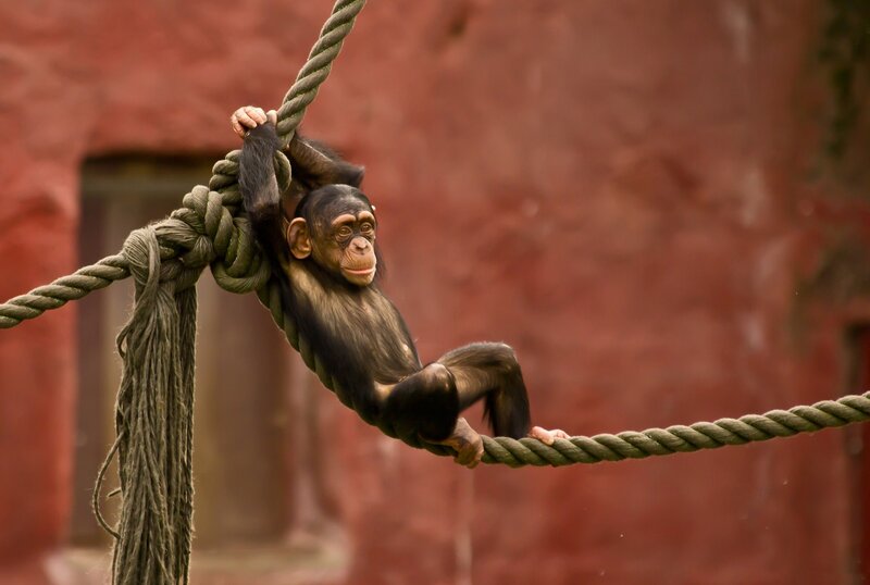 Chimpanzee Baby on Rope — Red