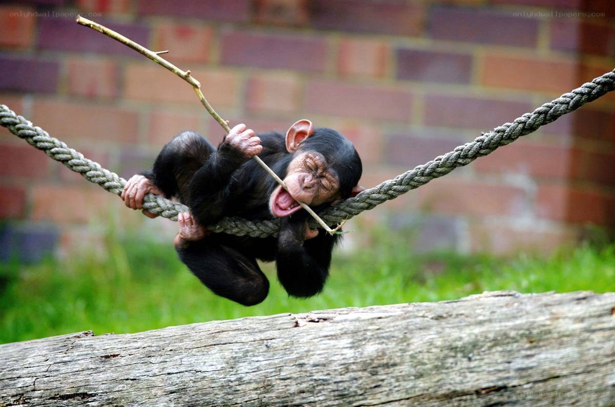 Chimpanzee baby on rope