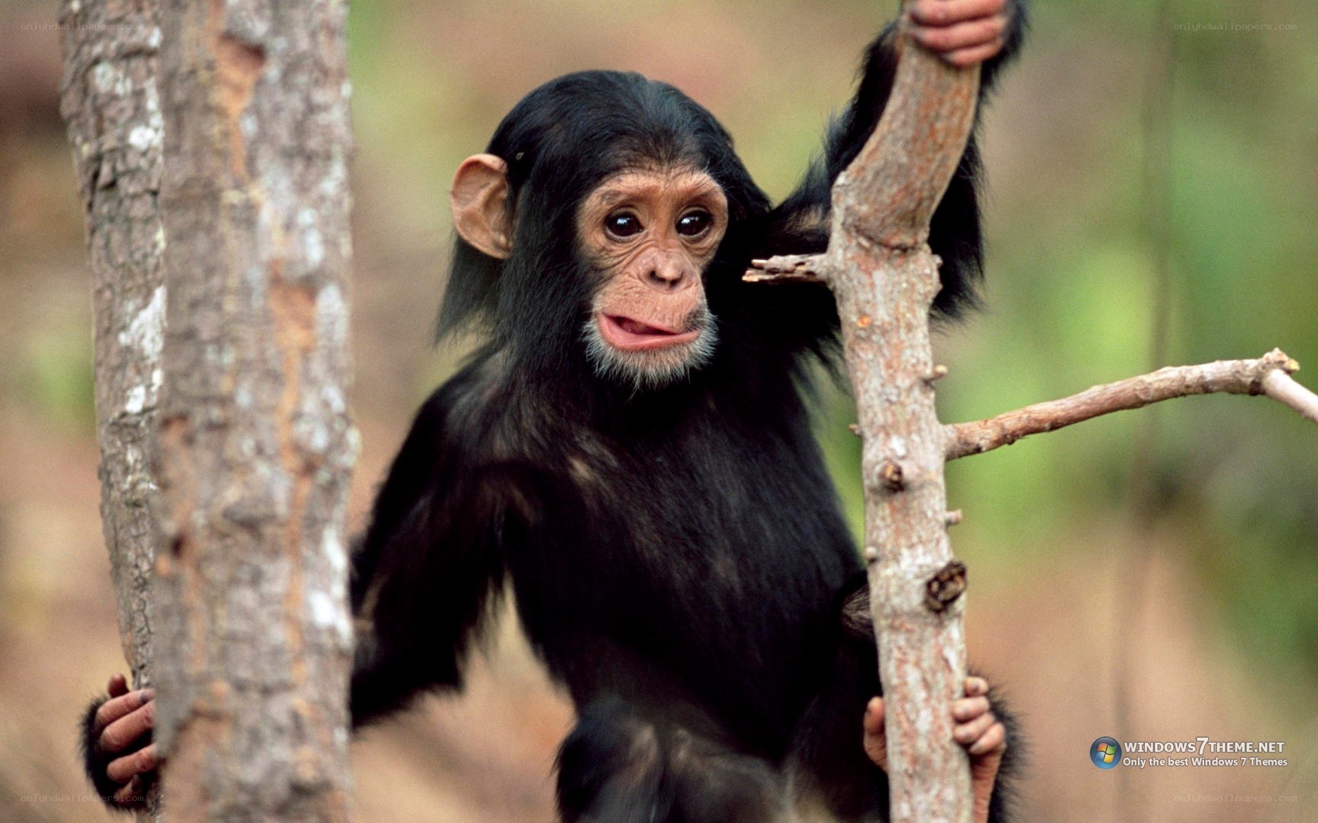 chimpanzee baby on tree
