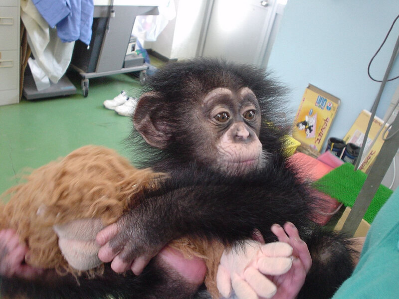 Chimpanzee Baby