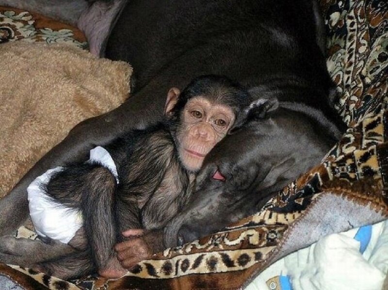 Chimpanzee Baby with Dog