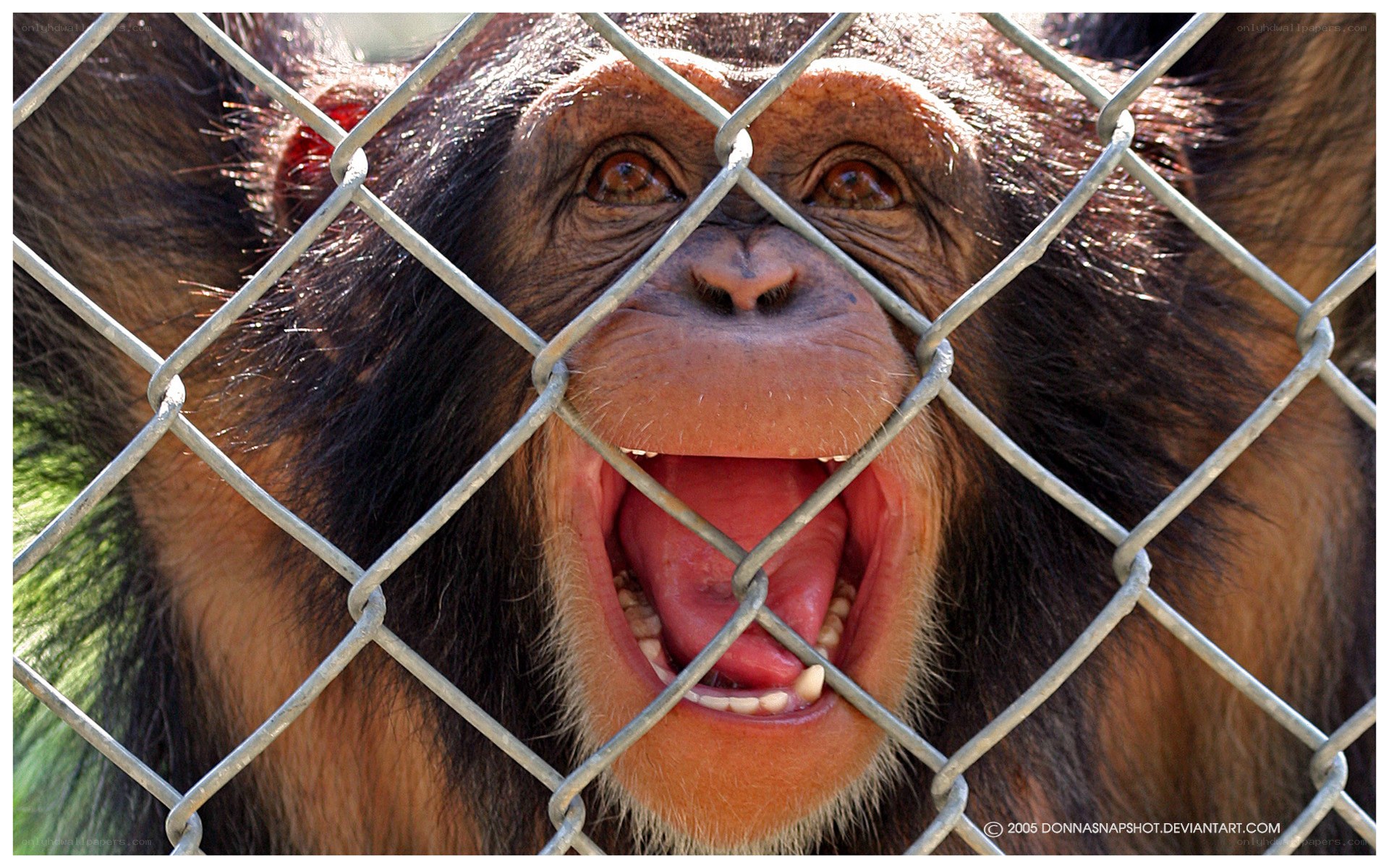 chimpanzee behind chain-link fence