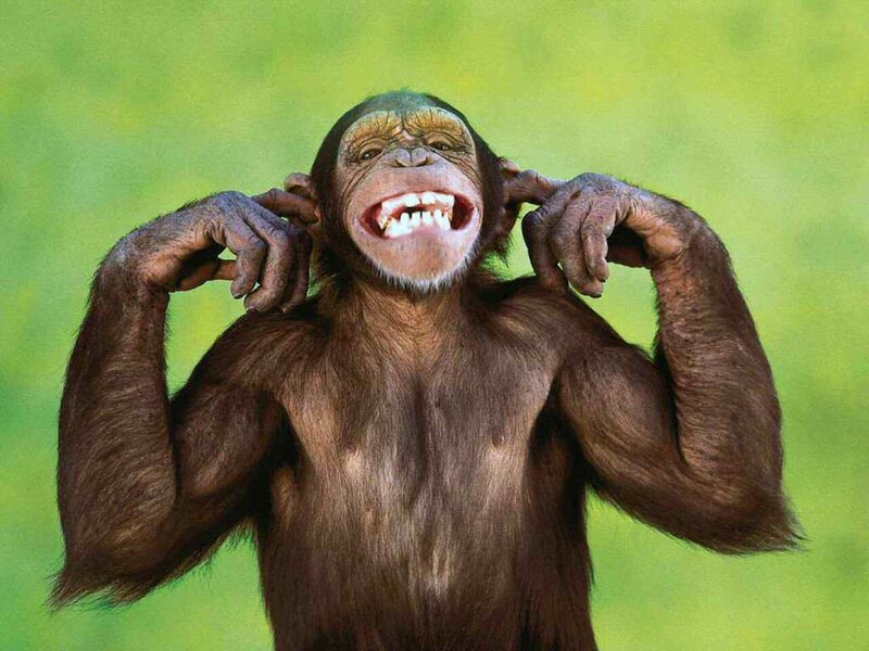 chimpanzee covering ears