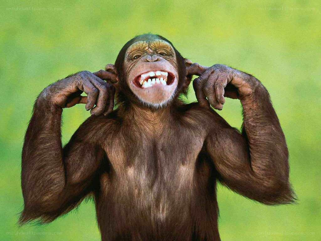 chimpanzee covering ears