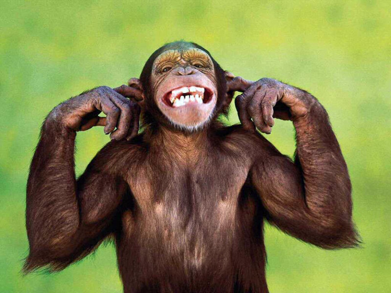 Chimpanzee Covering Ears — Brown