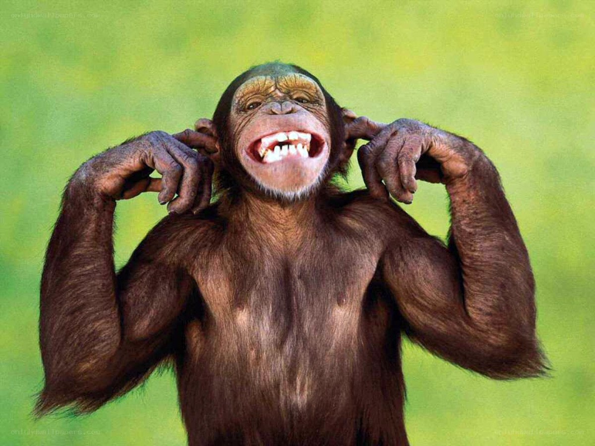 chimpanzee covering ears