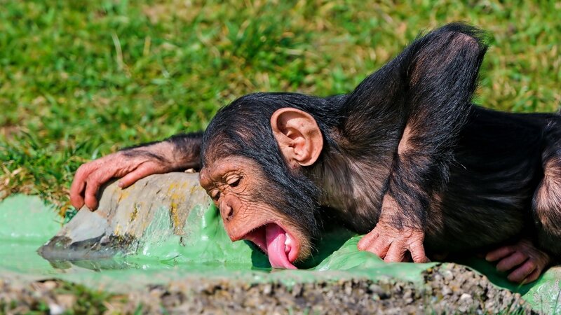 chimpanzee drinking from water