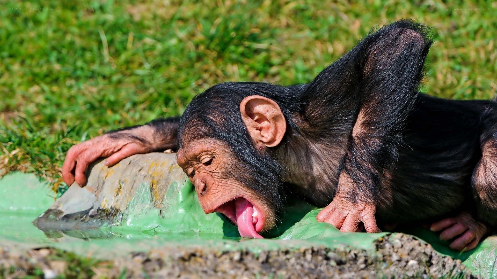 chimpanzee drinking from water