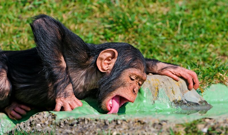 chimpanzee drinking water