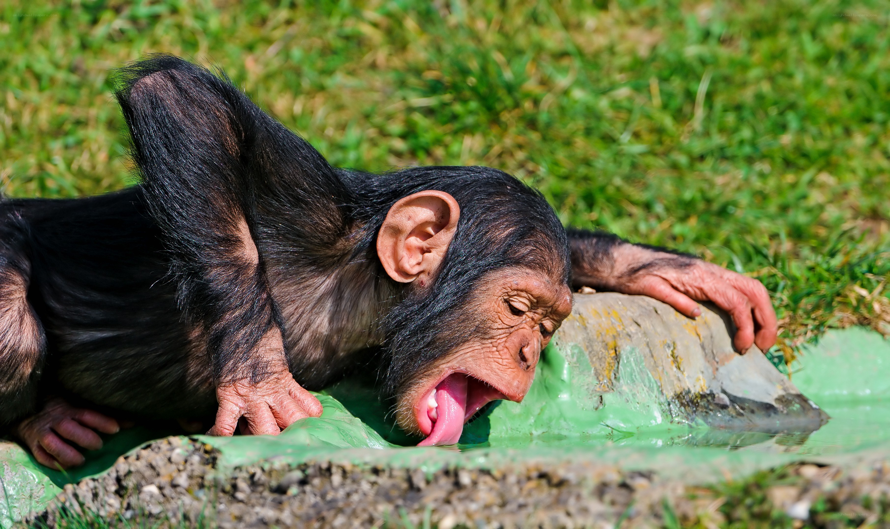 chimpanzee drinking water