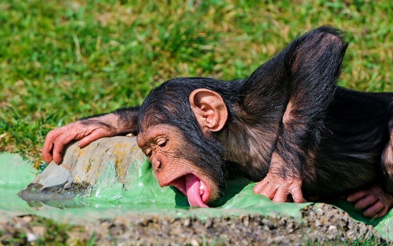 Chimpanzee Drinking Water — Green