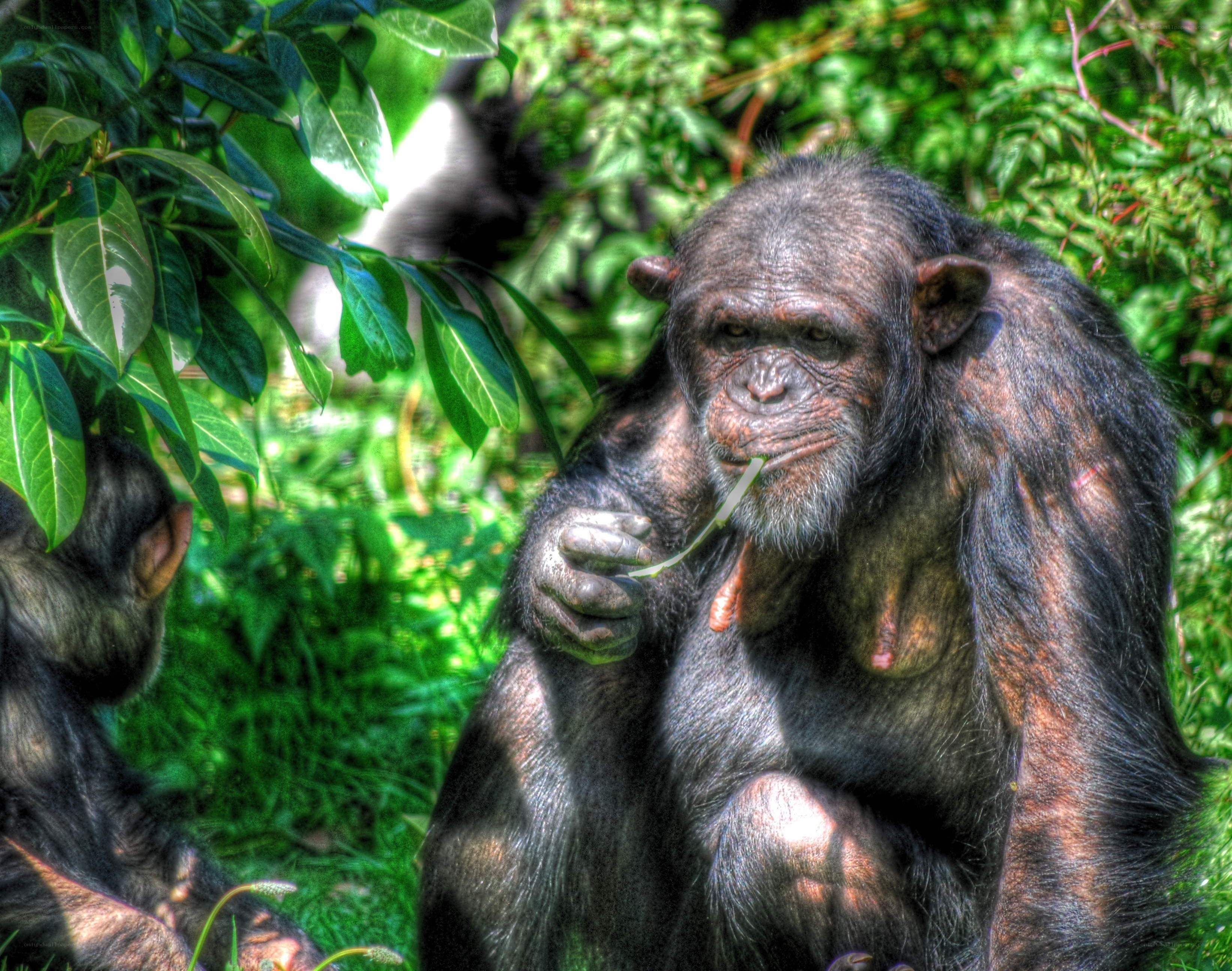 Chimpanzee eating a leaf
