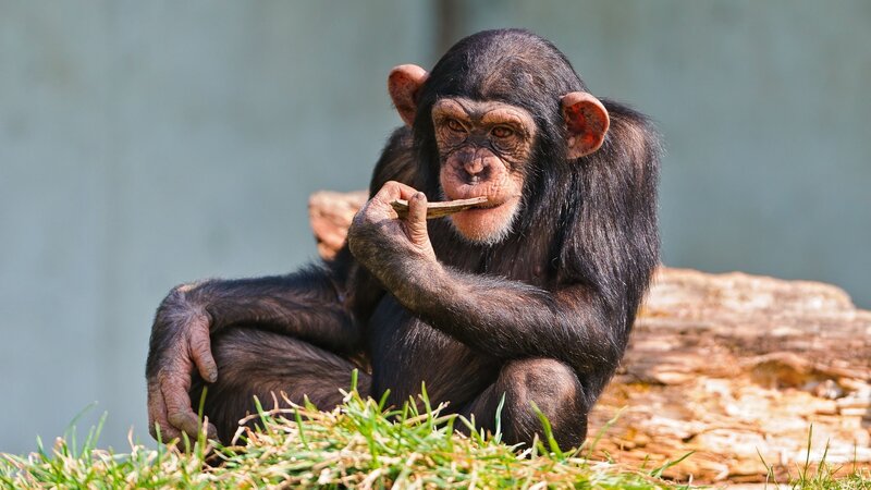 Chimpanzee eating a stick