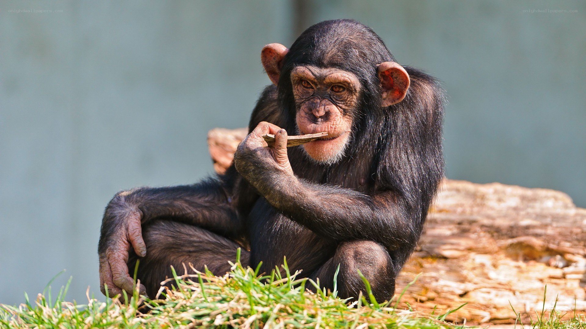 Chimpanzee eating a stick