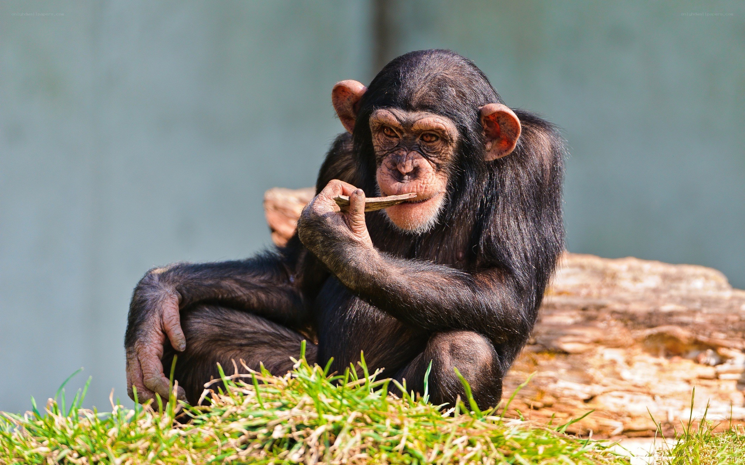Chimpanzee eating a stick