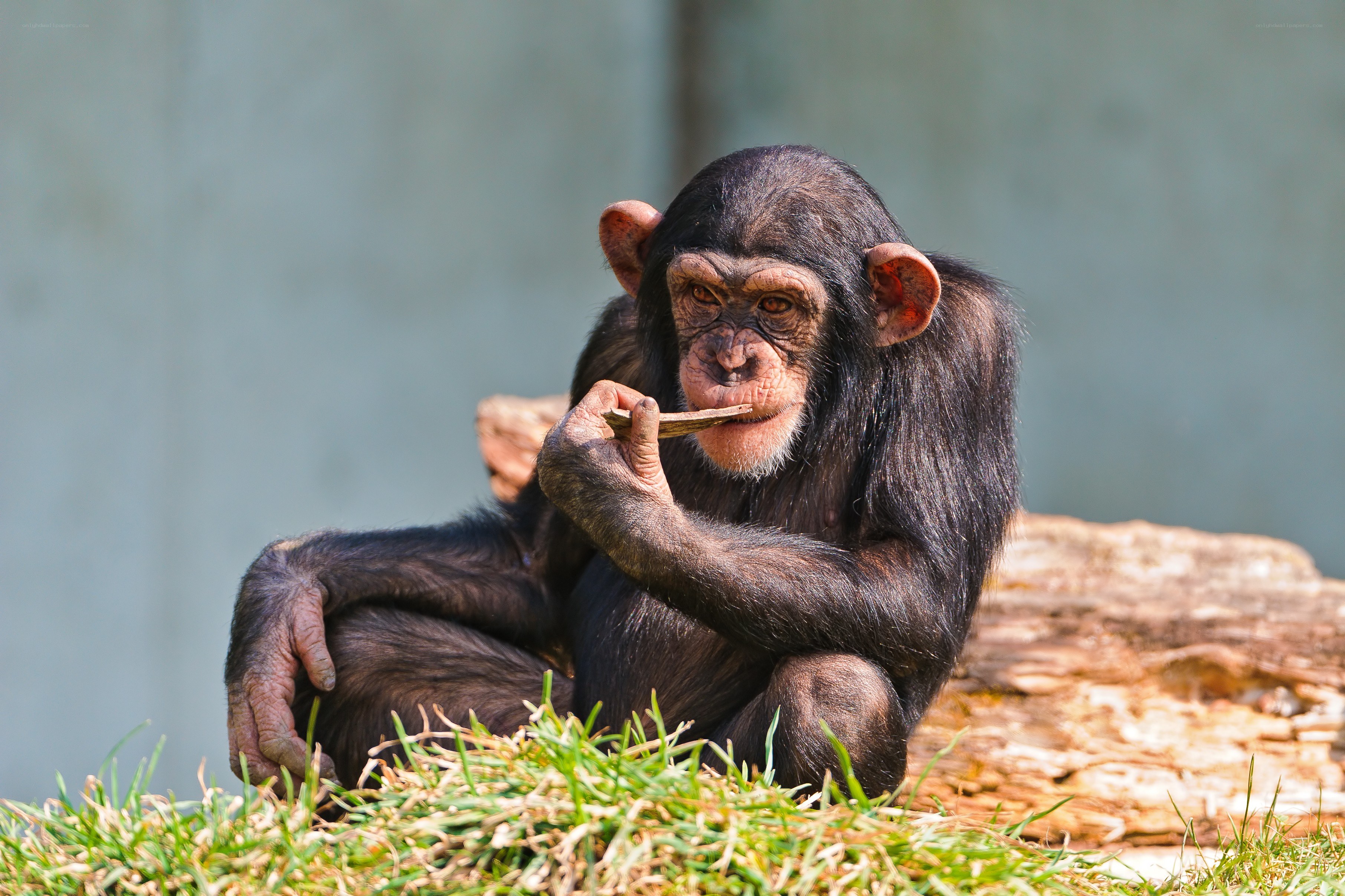 Chimpanzee eating a stick