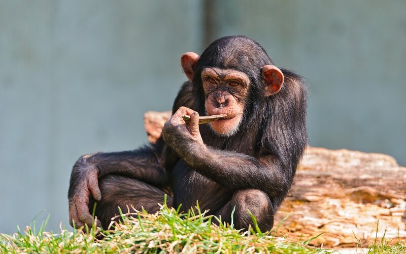 chimpanzee eating a stick