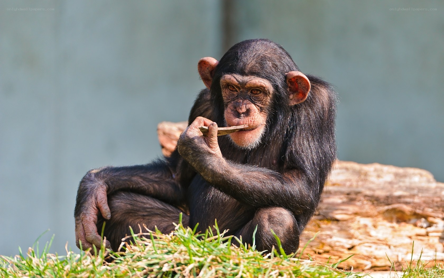 chimpanzee eating a stick