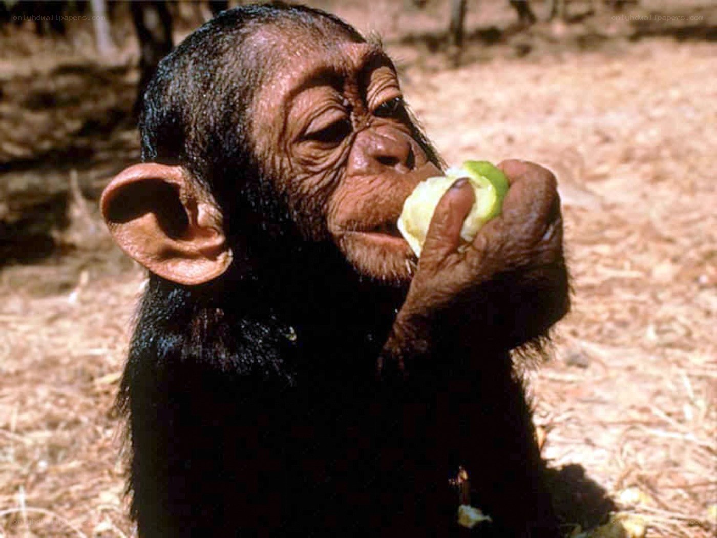 chimpanzee eating apple