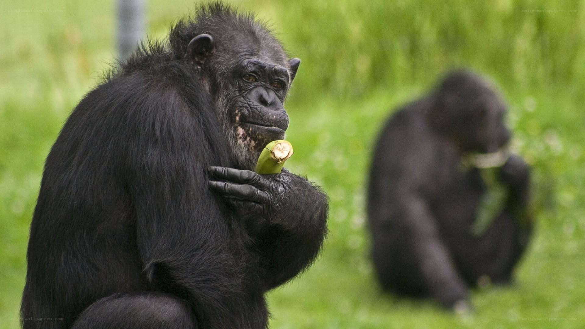 Chimpanzee eating banana