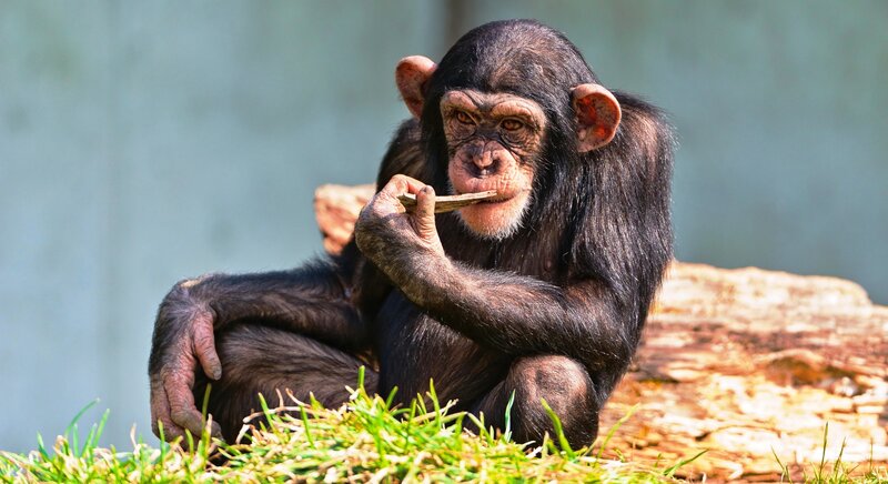 Chimpanzee Eating Stick