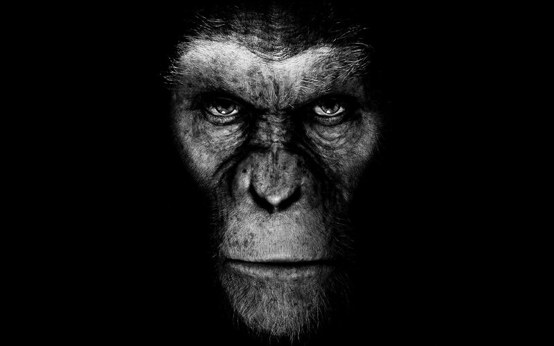 Chimpanzee Face — Black, Dramatic