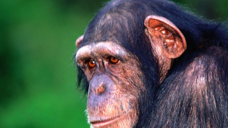 Chimpanzee Face — Black, Neutral, Photograph