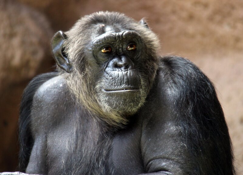 Chimpanzee Face — Black, Neutral
