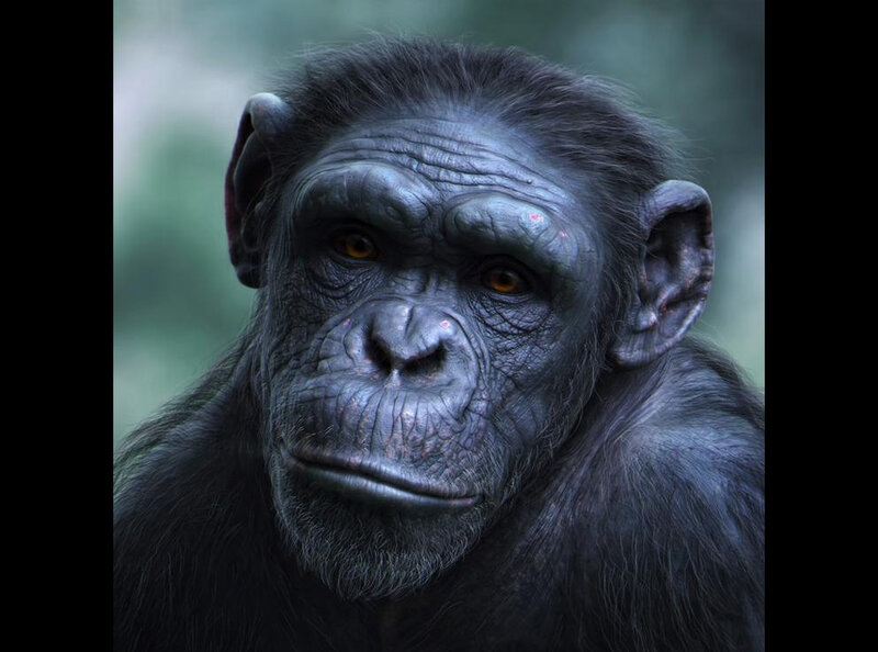 Chimpanzee Face — Black, Serious