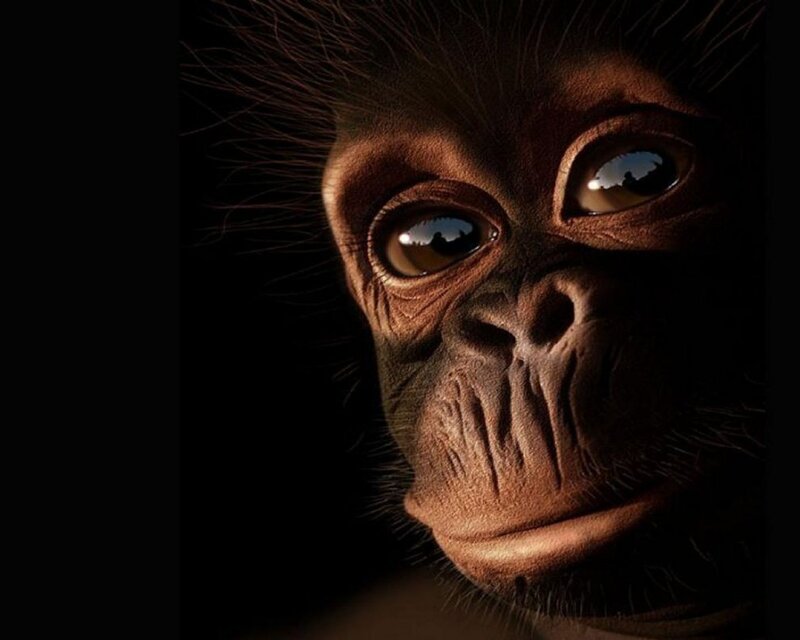 Chimpanzee Face — Brown, Dramatic