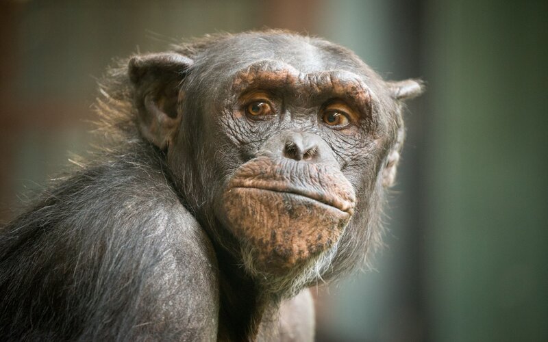 Chimpanzee Face — Brown, Neutral