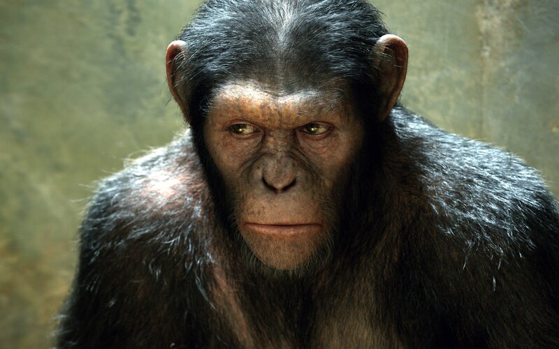 Chimpanzee Face — Brown, Serious