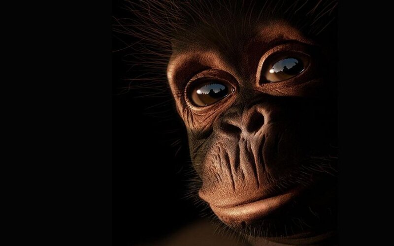 Chimpanzee Face — Brown