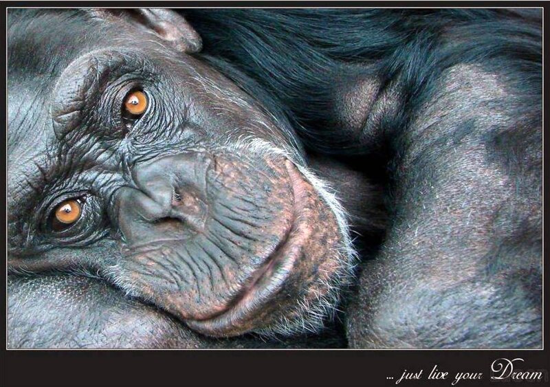 Chimpanzee Face Close-up — Black