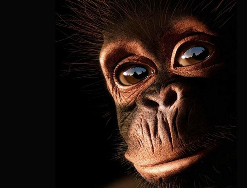 Chimpanzee Face Close-up