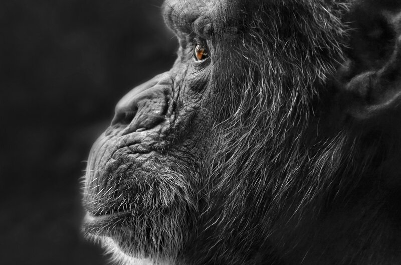 Chimpanzee Face in Profile