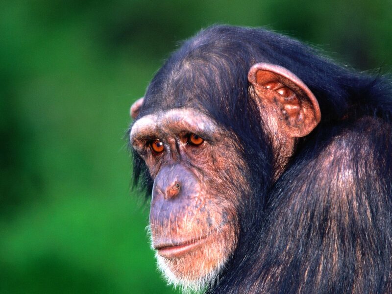 Chimpanzee Face